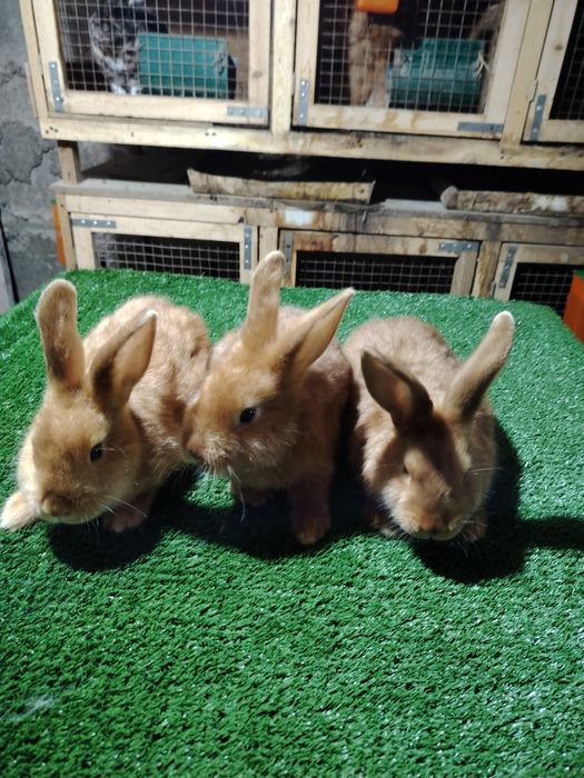 Quyonchalar sotiladi