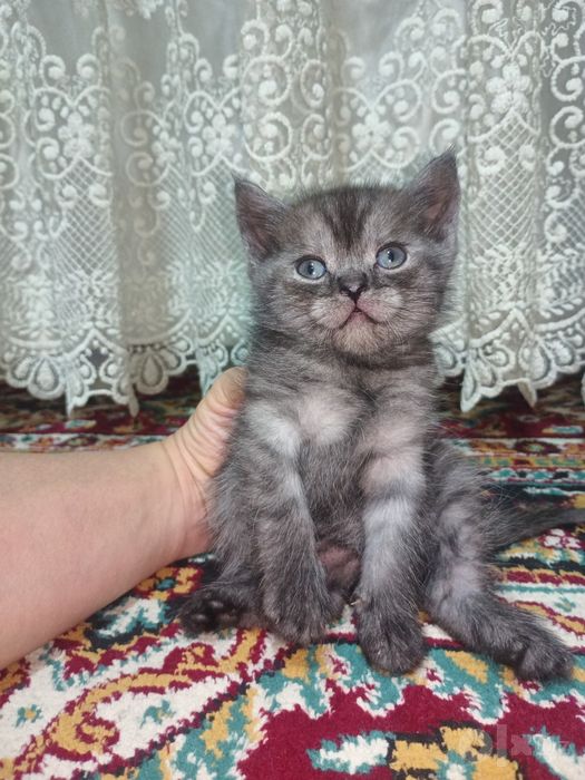 Mushuk bolalari sotiladi 2ta skotsh fold qiz bola 1ta ogʻilbola strayt