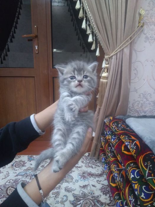 Salom mushukcha srayiz sotiladi