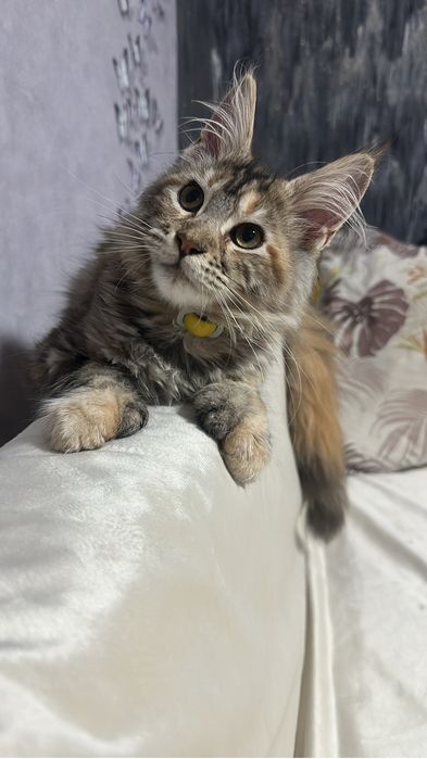 Мейнкун полидакт девочка!