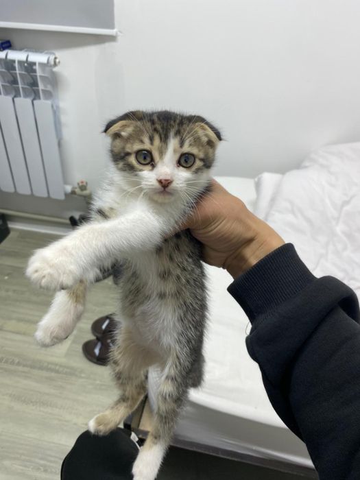 Шотландская вислоухая кошка