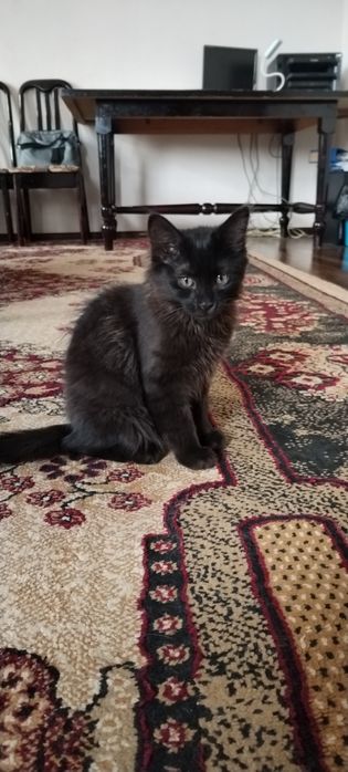 Мушук онаси сиямский