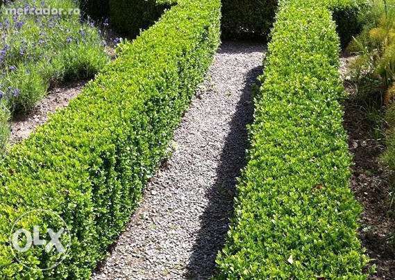 Producator Butasi plante ornamentale de gradina, Buxus, Tuya, Gard viu