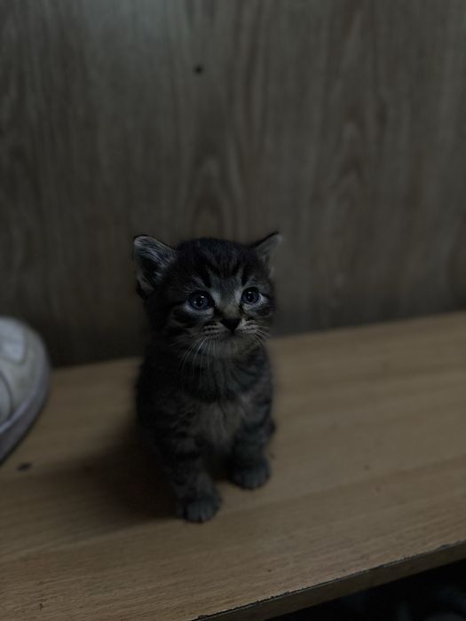 Милейшие котята