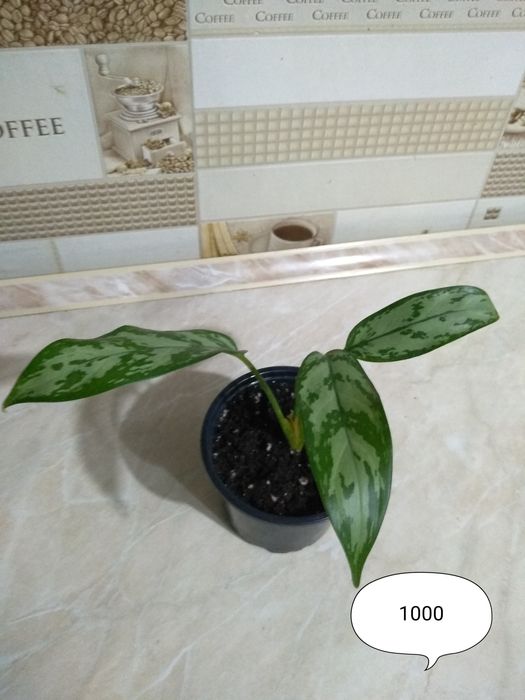 Аглаонема Мария,Монстера