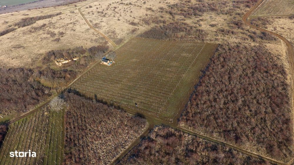 Vita-de-vie Premium  teren de 6800 mp în Covăsinț