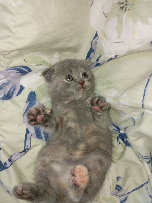 Мушуклар сотилади