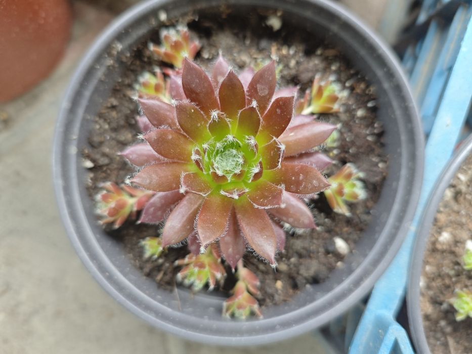 Каменная роза (молодило)