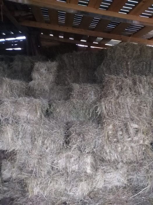 Vând baloți amestec lucernă și fân + otava
