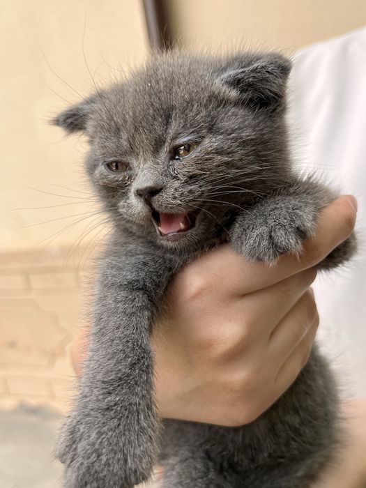 Шотландский котенок(девочка)