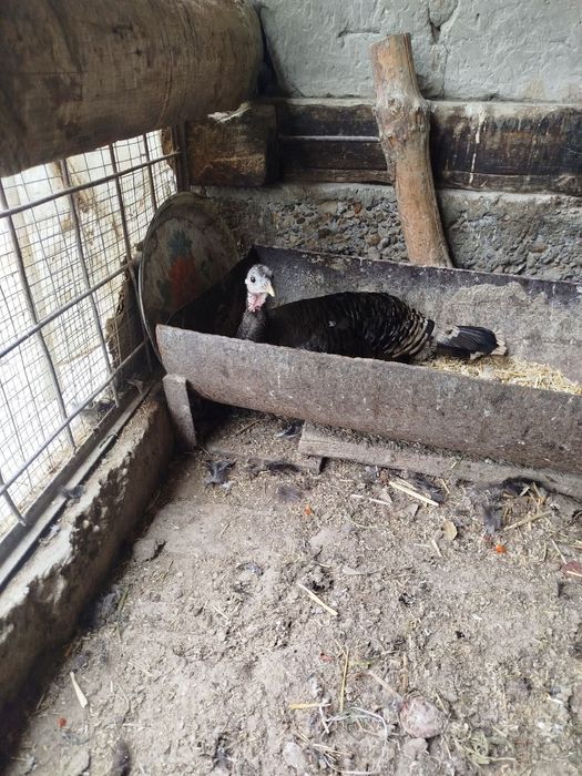 Курк курка сотилади месни