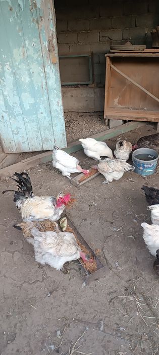 Продам кур домашних
