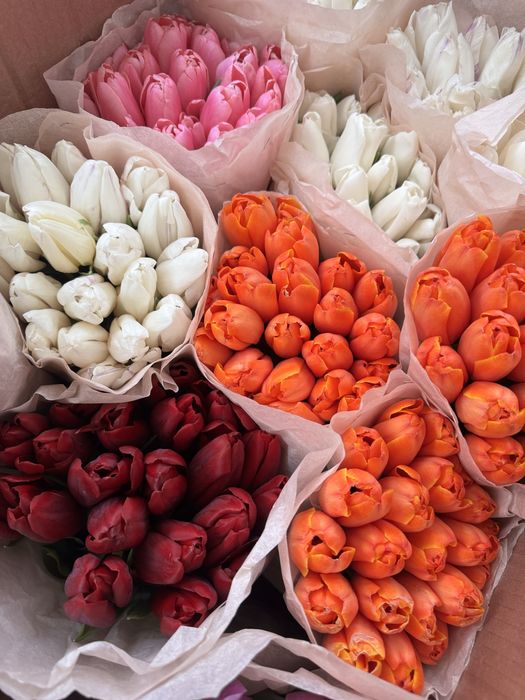 Тюльпаны пачками