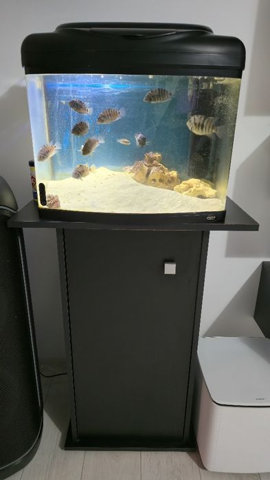 Vand acvariu complet ciclide