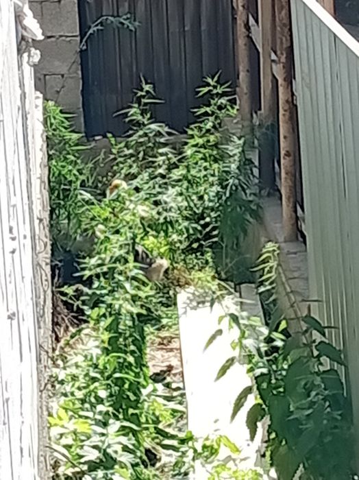 балапандар каз тауык