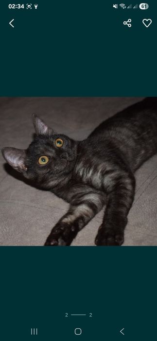 Отдам кошку подростка