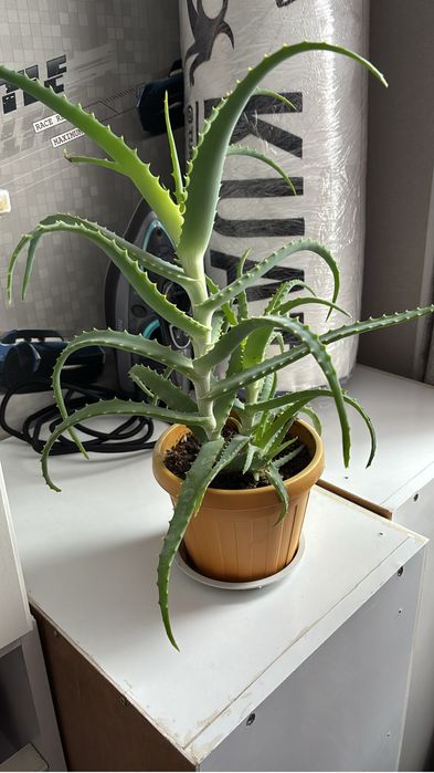 Алоэ вера и алоэ столетник