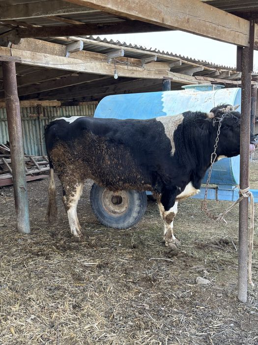 Осы өгіз сатылады