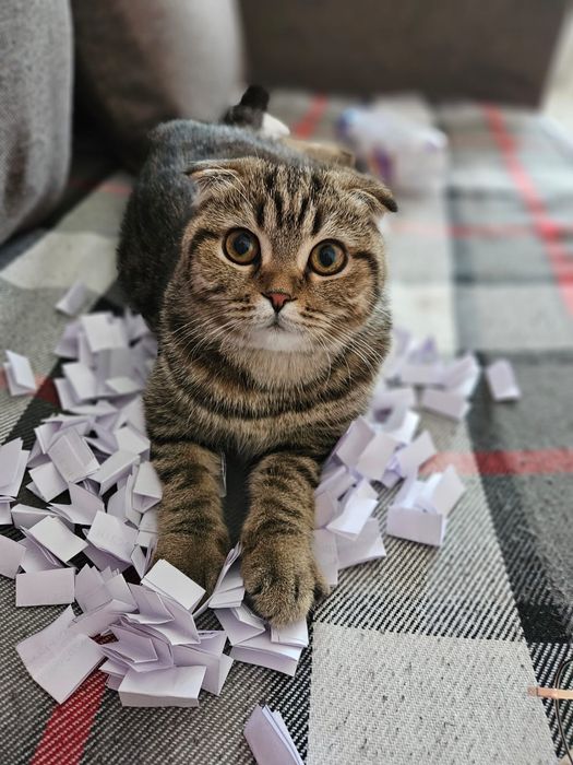 Кошка домашнее животное