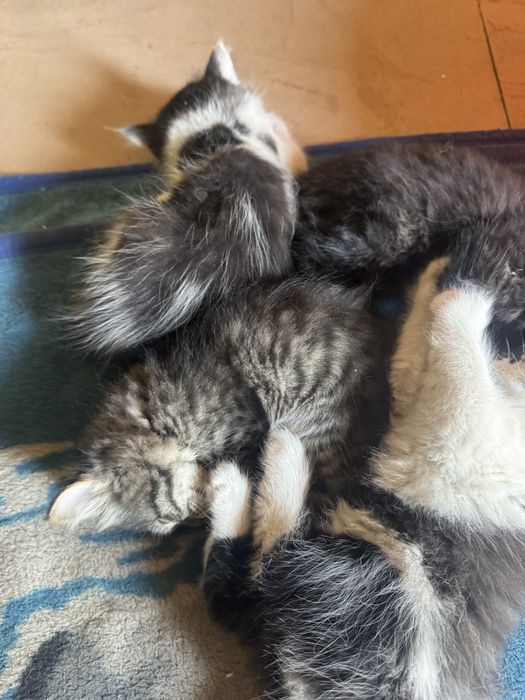 Котята турецкой ангоры, отдадим в хорошие руки