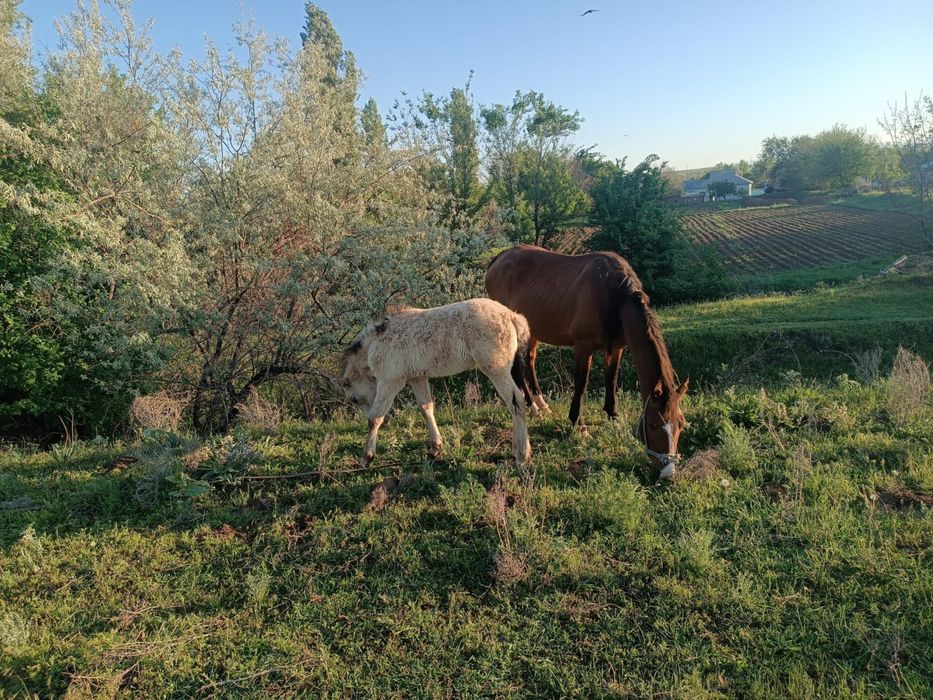 Лошади конь жылкы