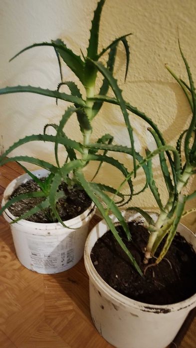 Живо алое вера за лечебна напитка – големи и малки растения