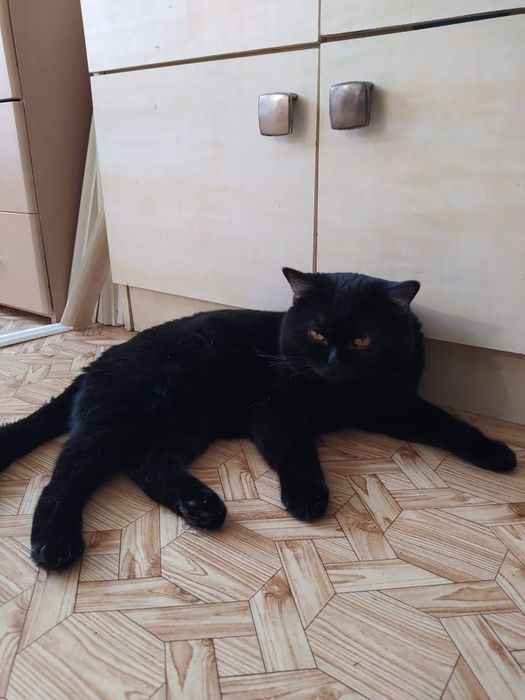 Котик британец с документами