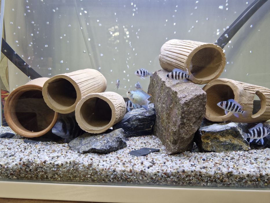 Frontoza Nort blue 4-5sm