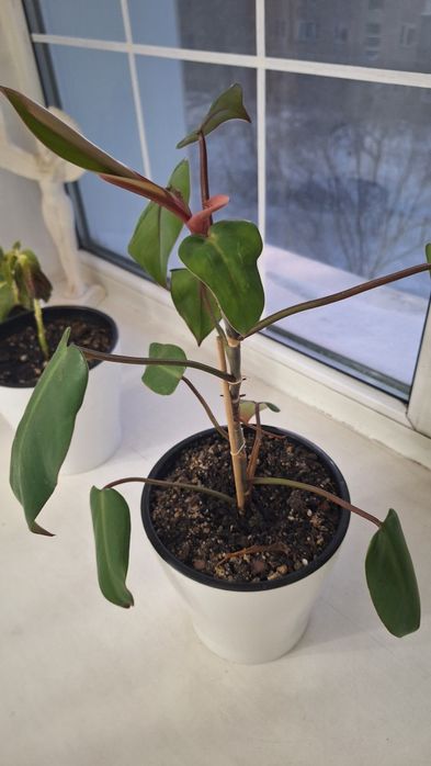 Продается цветок.Филодендрон.