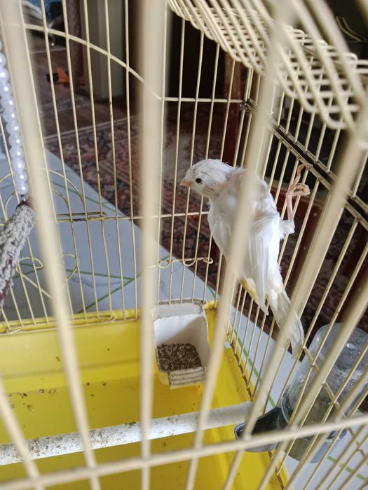 Продам молодого кенаря