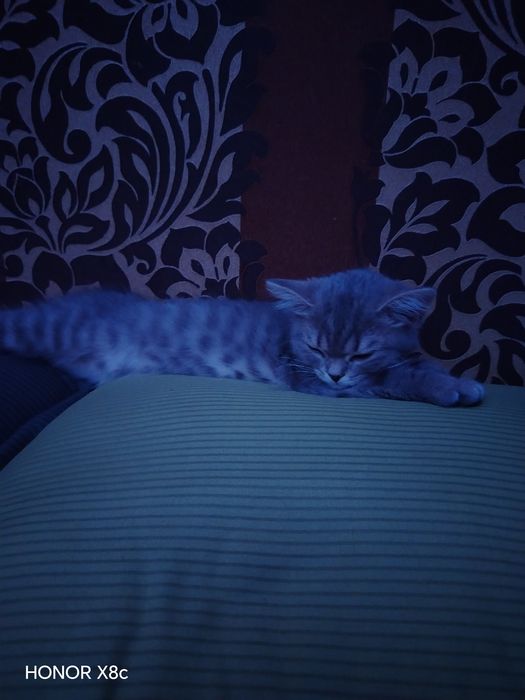 Котенок короткошерстный
