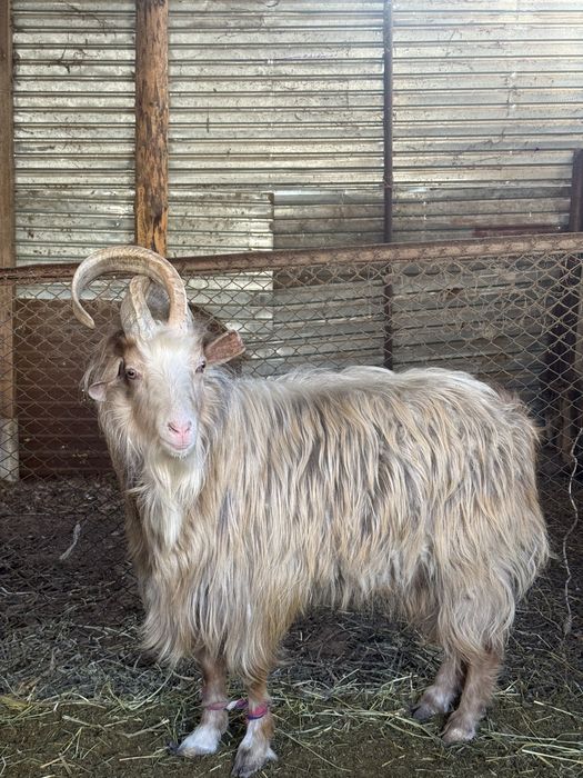 Теке-Ешкілер козлы и козы