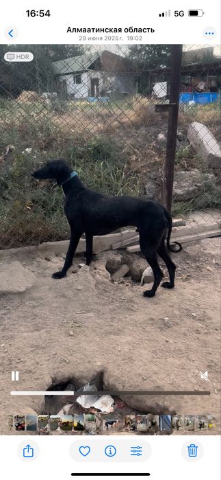 Тазы Қабылан 3 қар басты