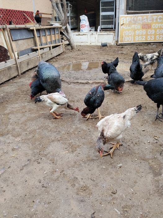 Kurka bor soĝlom 2+1