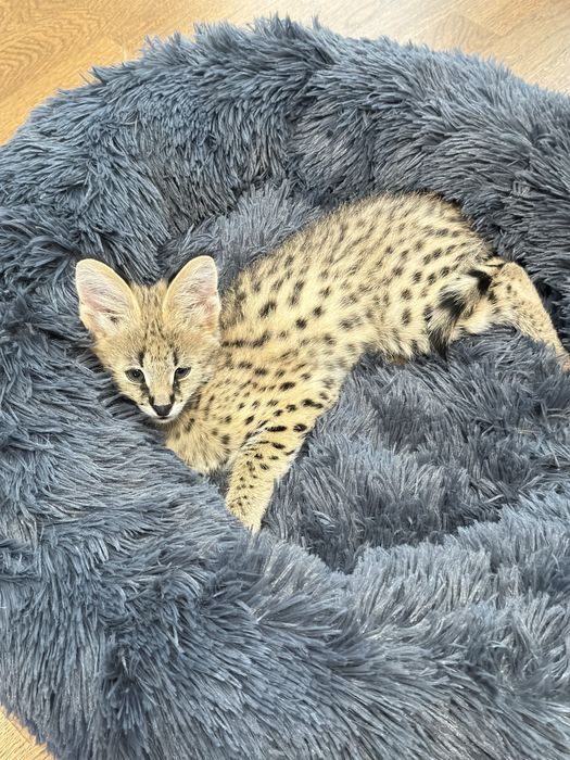 Сервал . Котенок сервала