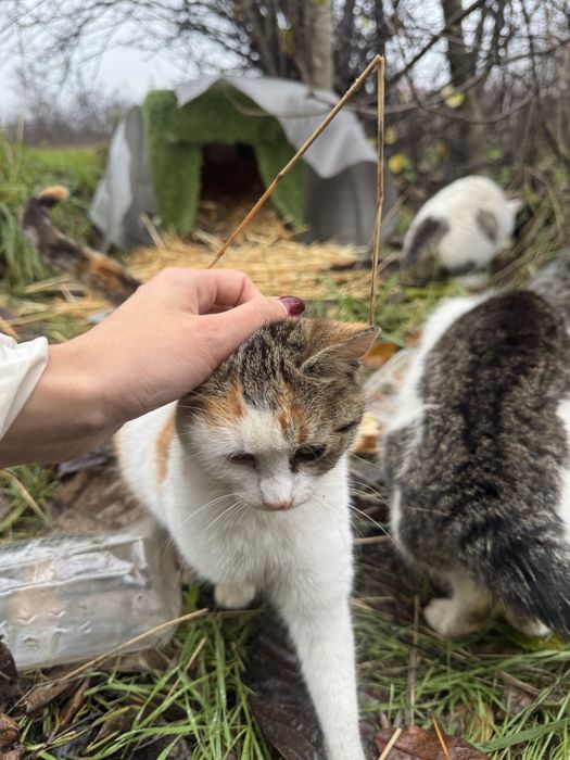 Pisicute Mici spre Adopte Urgent!!