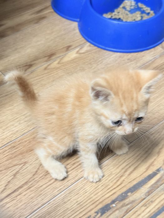 Котята бесплатно