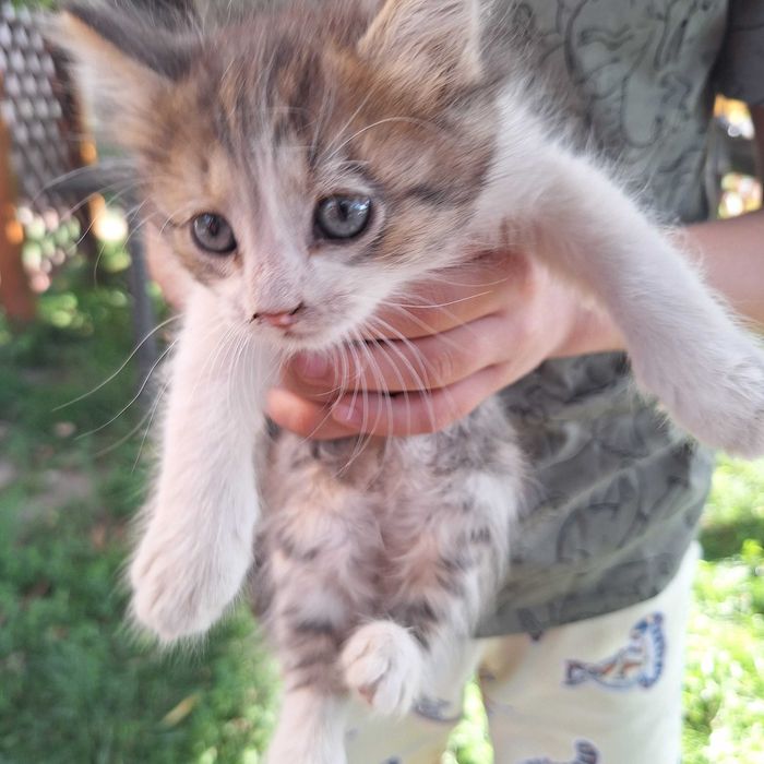 Adoptie pisici jucăuși si drăguți