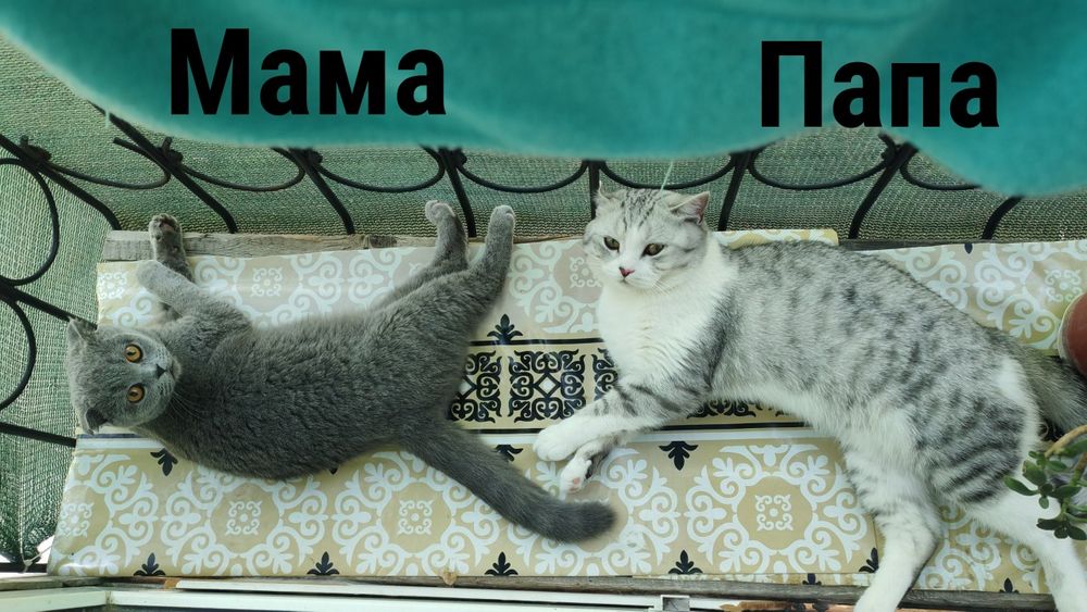 Продаю котёнка Скоттиш Фолд