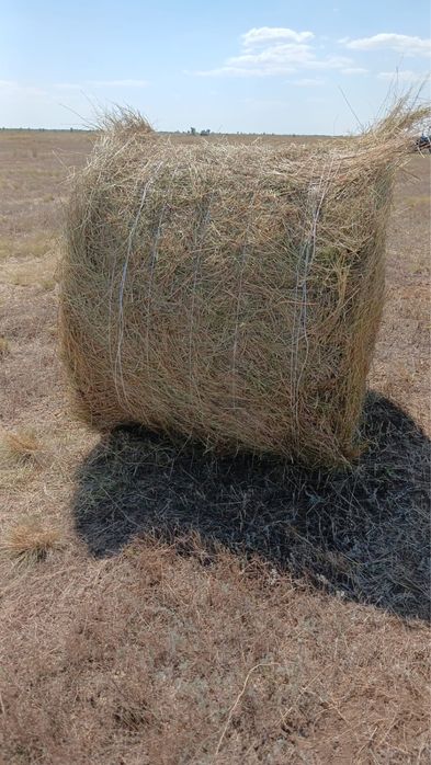 Сено житняк Узынколь