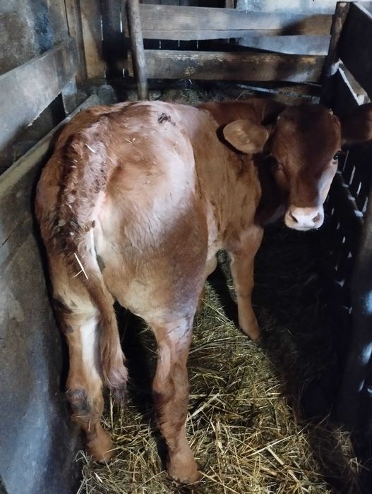 Vând vițea de 3 luni