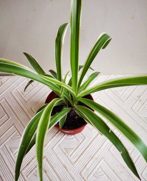 Хлорофитум - отличный очиститель в вашей квартире