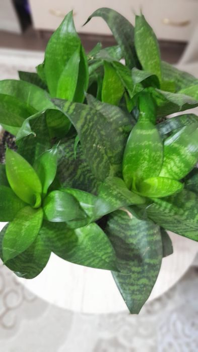 Продам цветы 2800