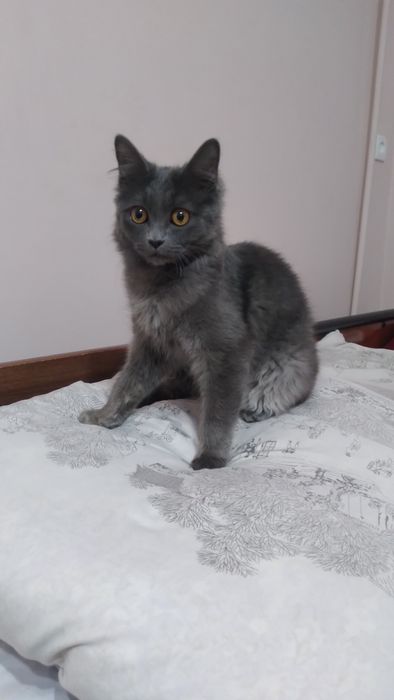 Скотиш страйт кошка