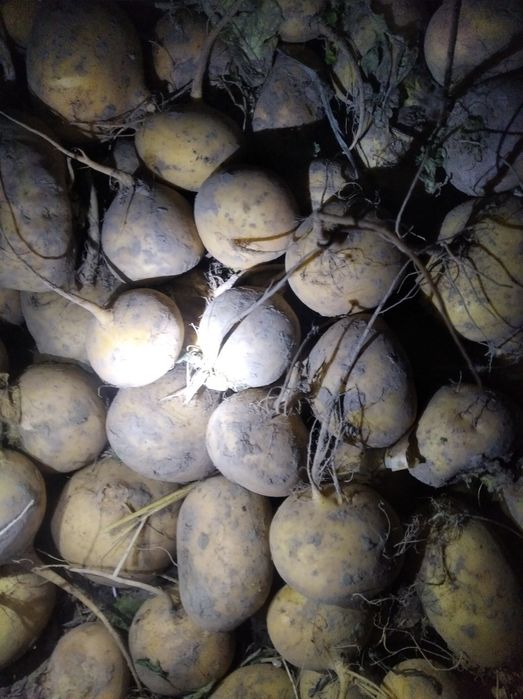 Корм, для барабанов коров