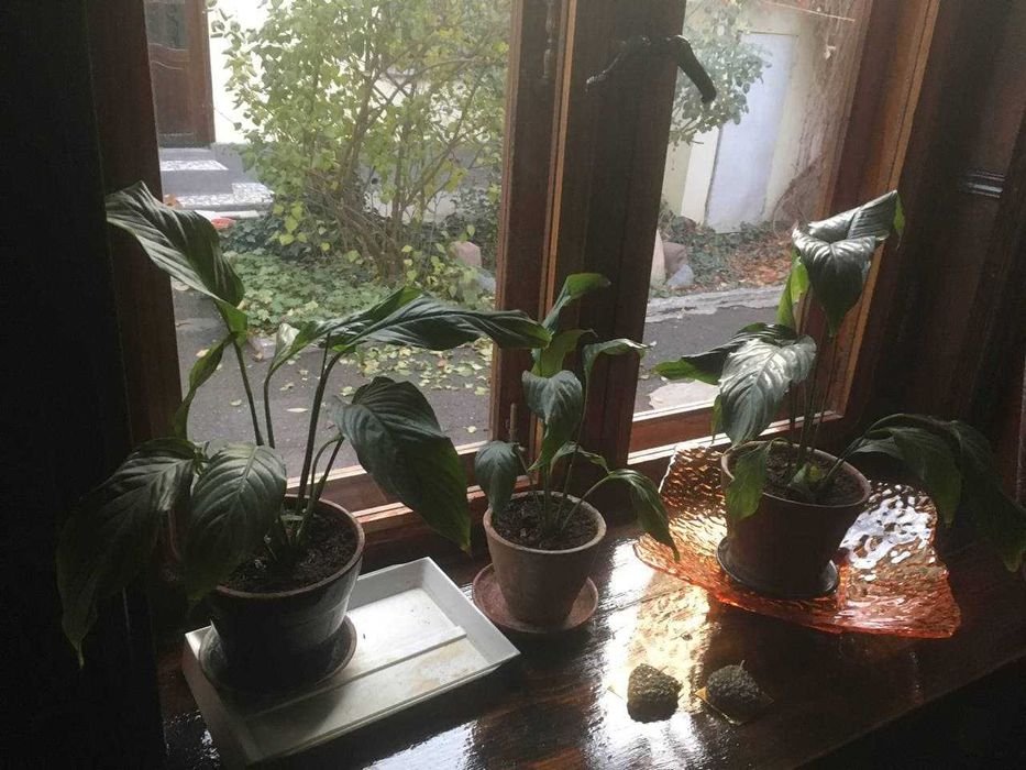 Комнатный цветок "Женское счастье"