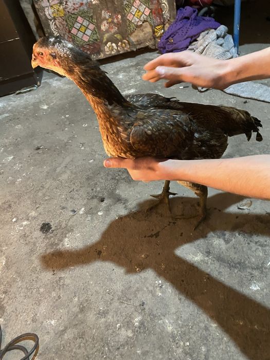 Продам даканку курицу