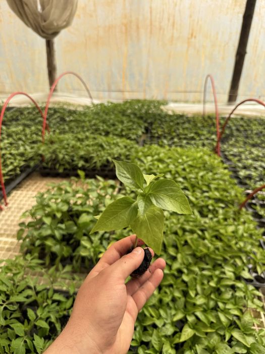 Разсади: Домат , Краставица , Пипер, тиквичка и патладжан