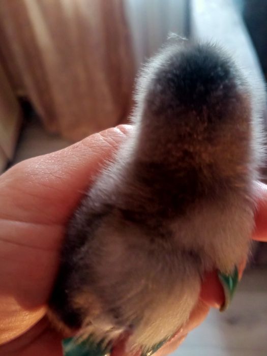 Цыплята от домашних курей