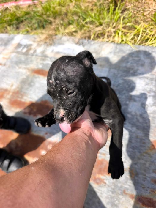 Питбулчета.